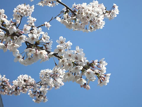 桜