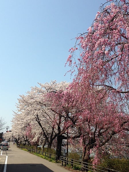 しだれ桜がステキ♪