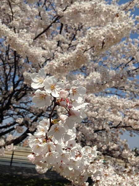 満開ですよ〜☆