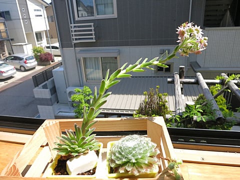 多肉植物の花