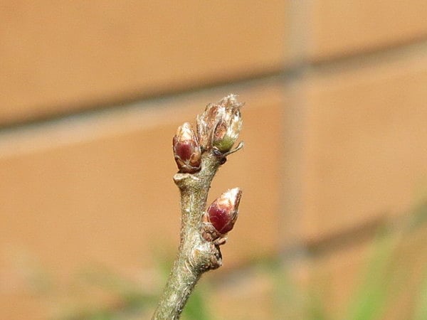 木の芽