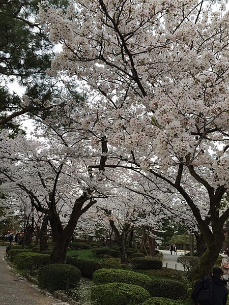 兼六園の桜