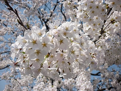 会社のsakura