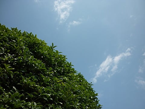 きんもくせいの葉からの〜青空