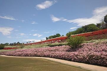 大乗寺丘陵公園　つつじの段々