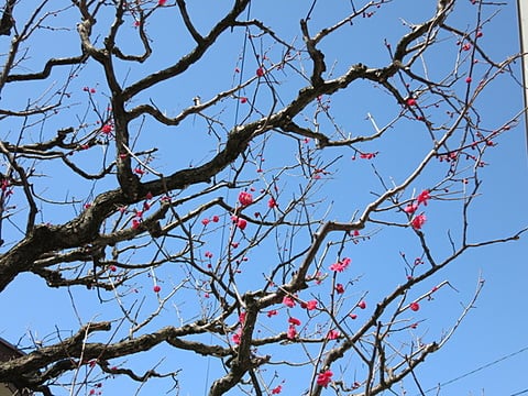 梅の花が続々と咲き誇っています♪