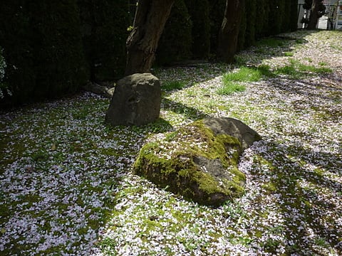 桜のじゅうたん