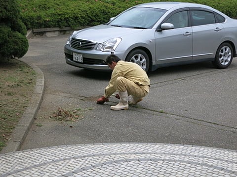 Ｍさん草むしり