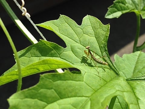 カマキリカマキリコカマキリ